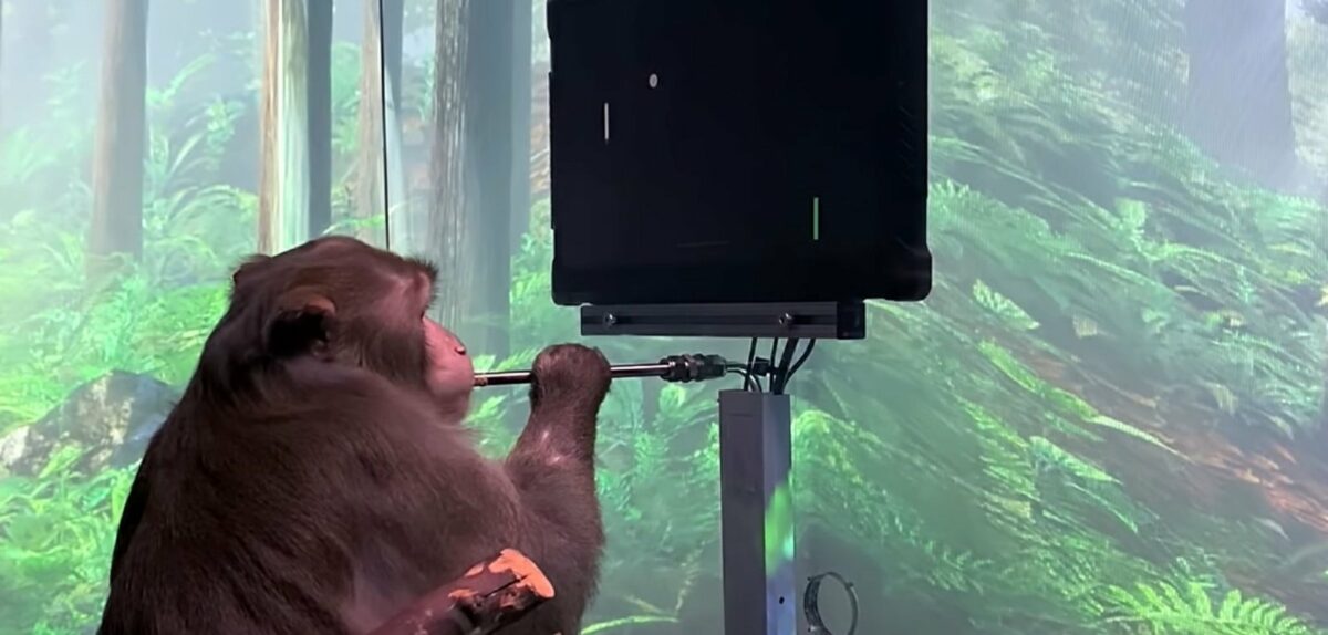 Affe spielt Pong mit Gedankenkraft
