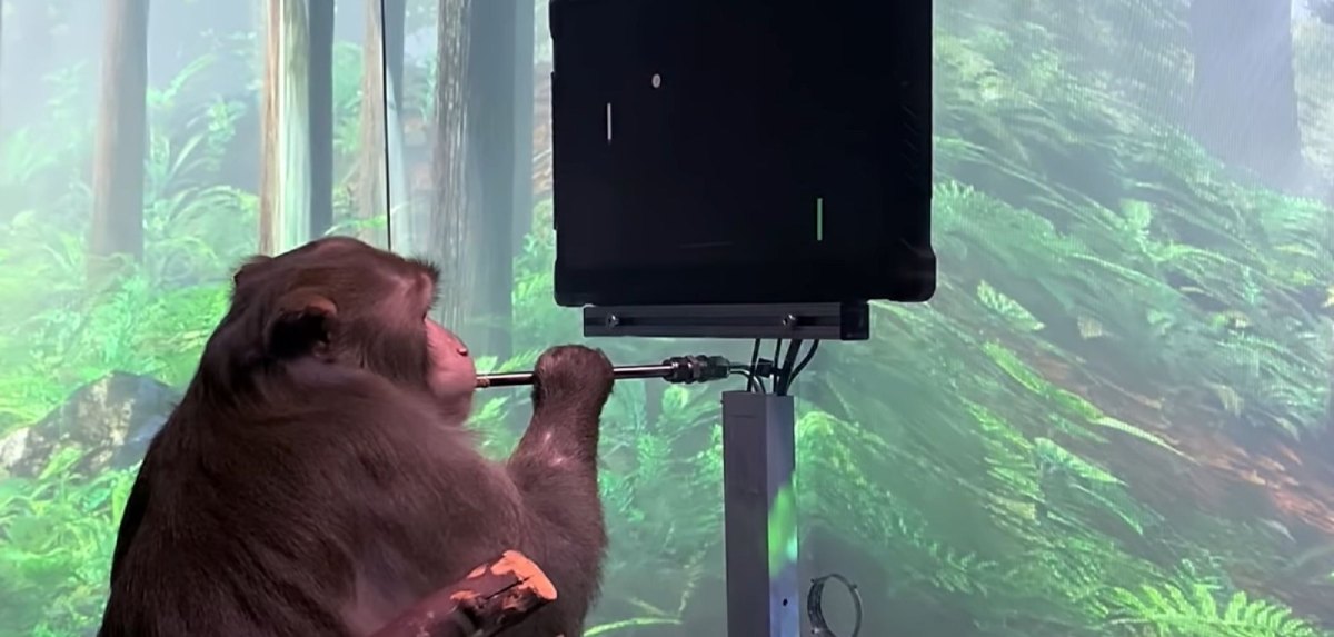 Affe spielt Pong mit Gedankenkraft