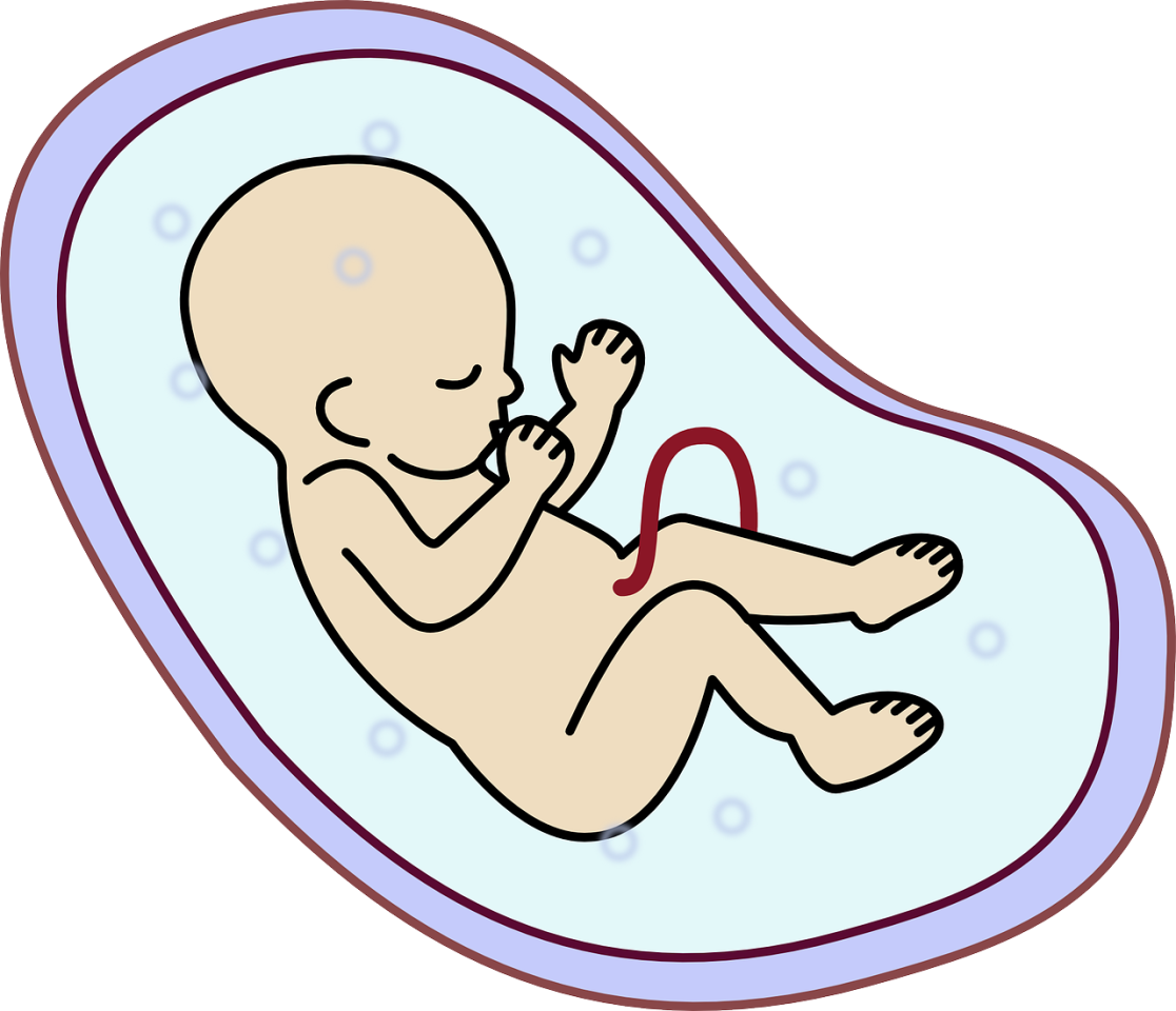 Polygenes Scoring soll nicht nur testen, ob ein Embryo ein Krankheitsrisiko in sich trägt, sondern künftig auch, wie intelligent er ist.