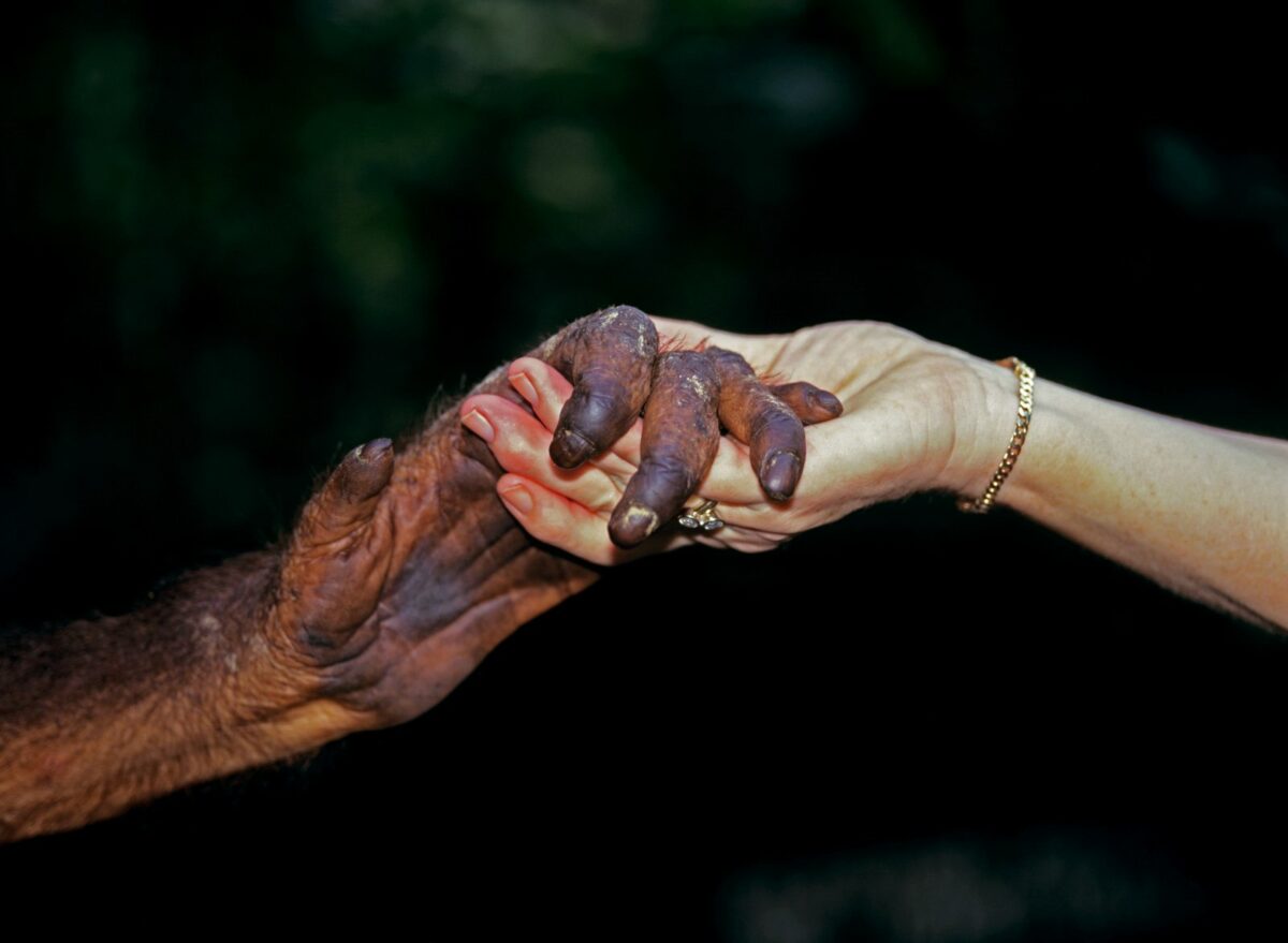 Affenhand und Menschenhand gehalten