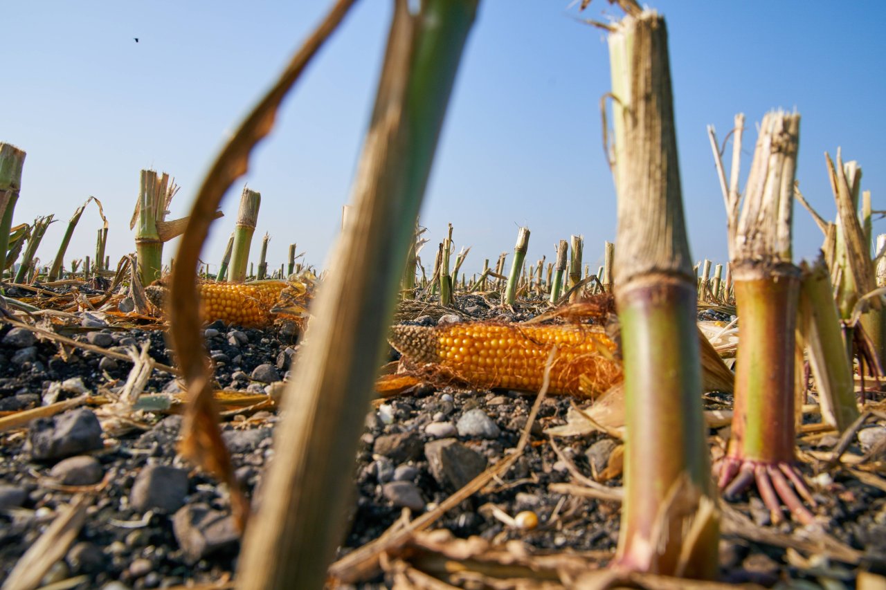 Genmanipulierter Mais hat die Fähigkeit, seine natürlichen Feinde verhungern zu lassen.