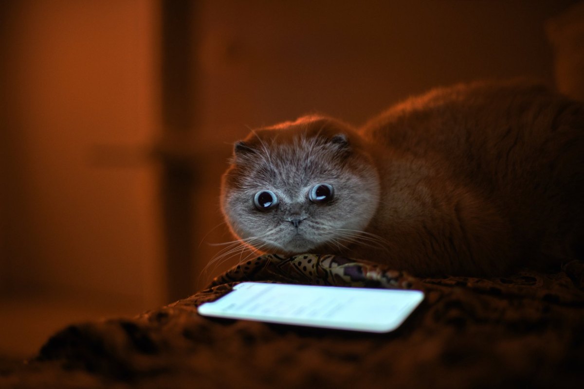 Katze vor Handy