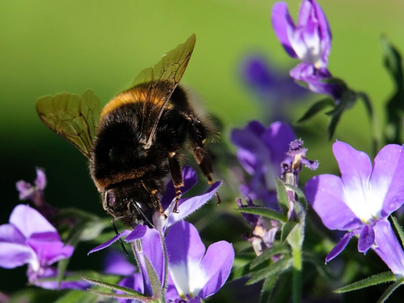 Eine Hummel auf einer Blüte.