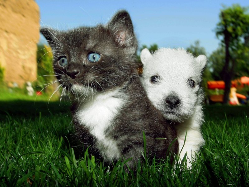 Welpe und Kätzchen im Gras