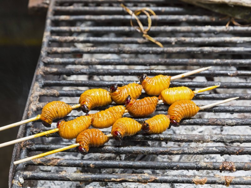 Insekten auf einem Grill.