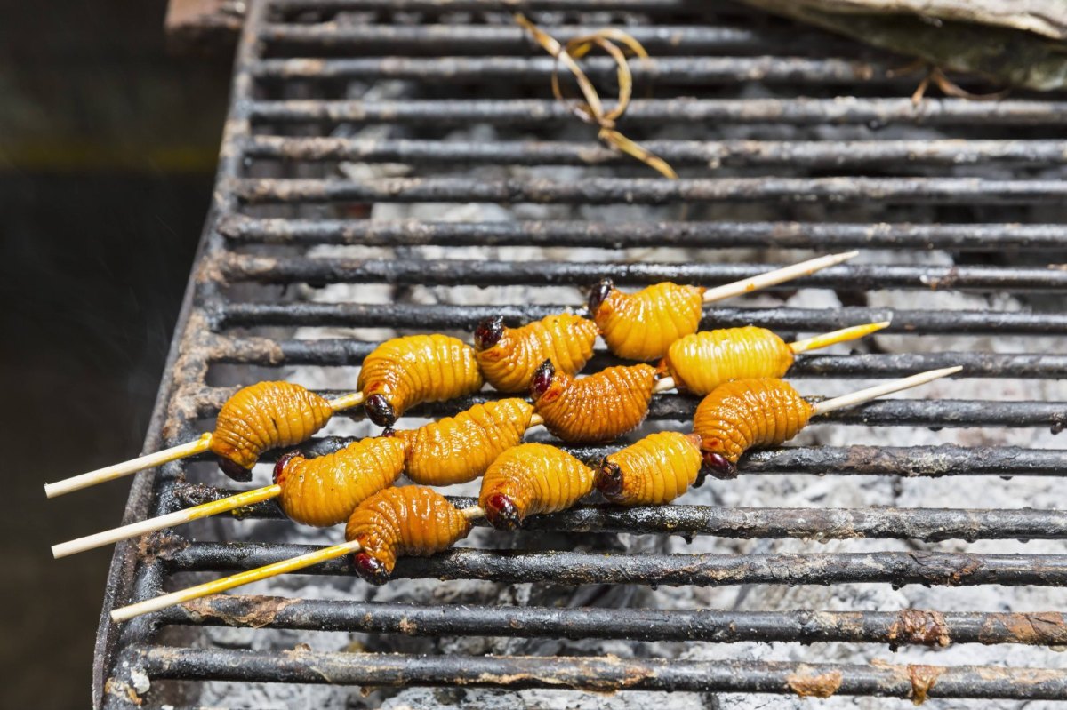 Insekten auf einem Grill.