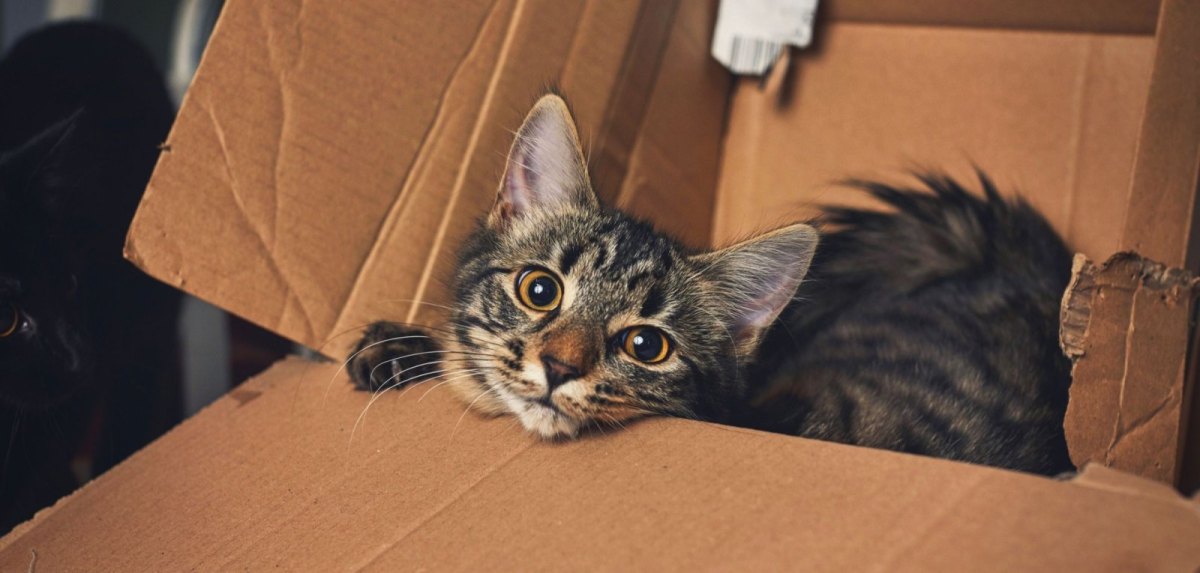 Katze in Karton