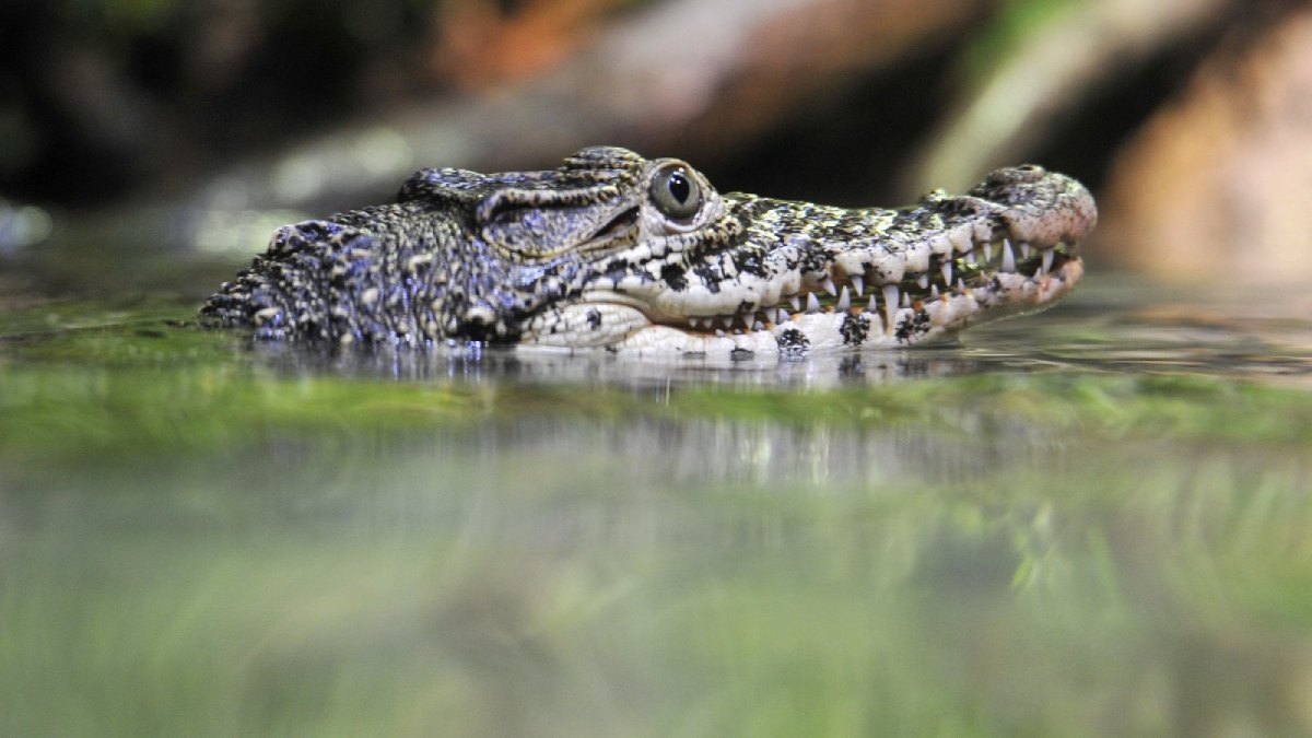 Krokodil im Wasser