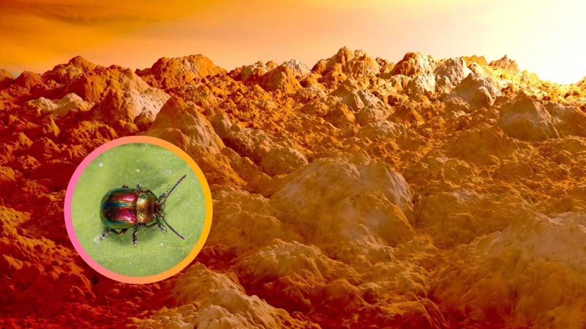 Marsoberfläche und ein Insekt