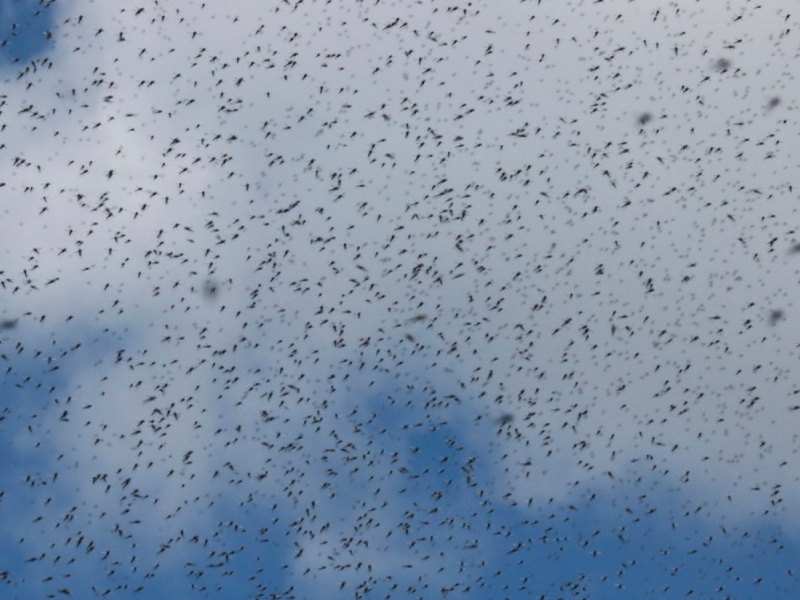 Tausende Mücken am Himmel.