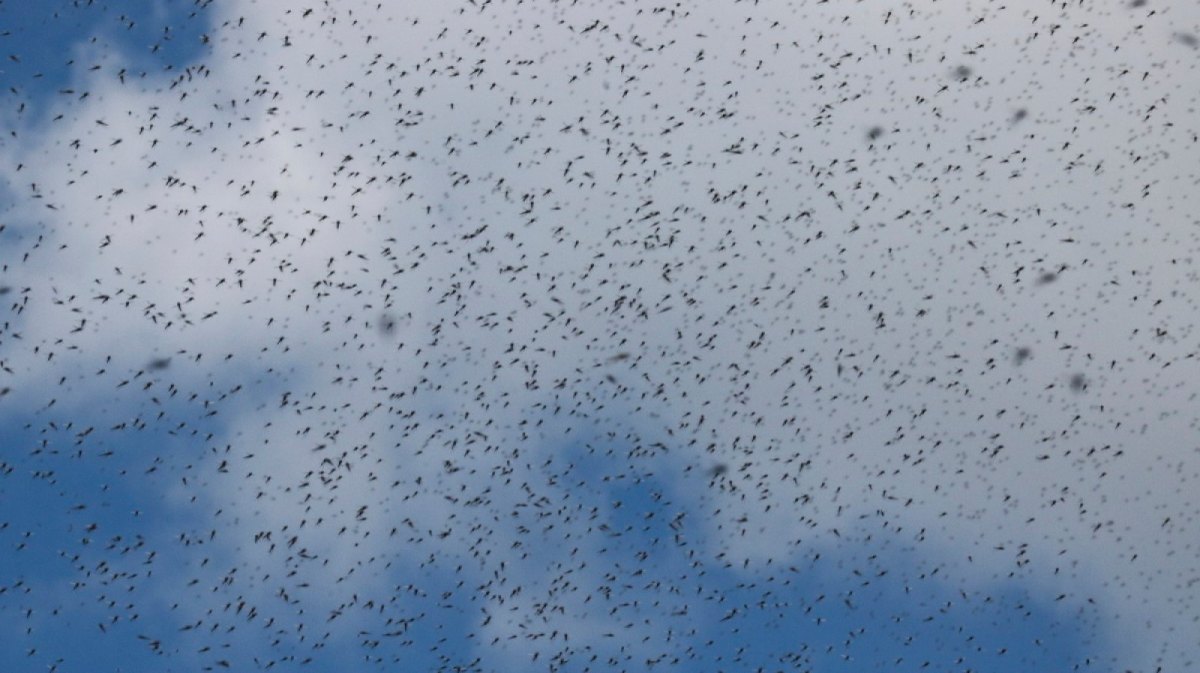 Tausende Mücken am Himmel.