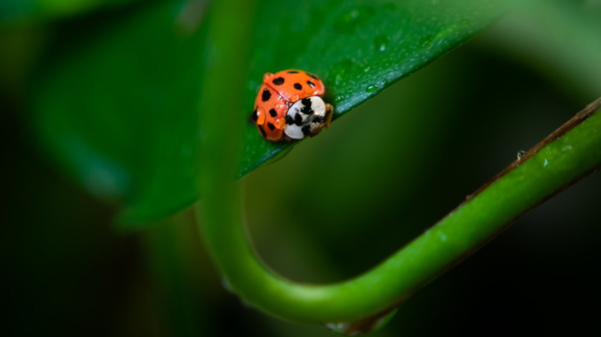 Marienkäfer auf einem Blatt