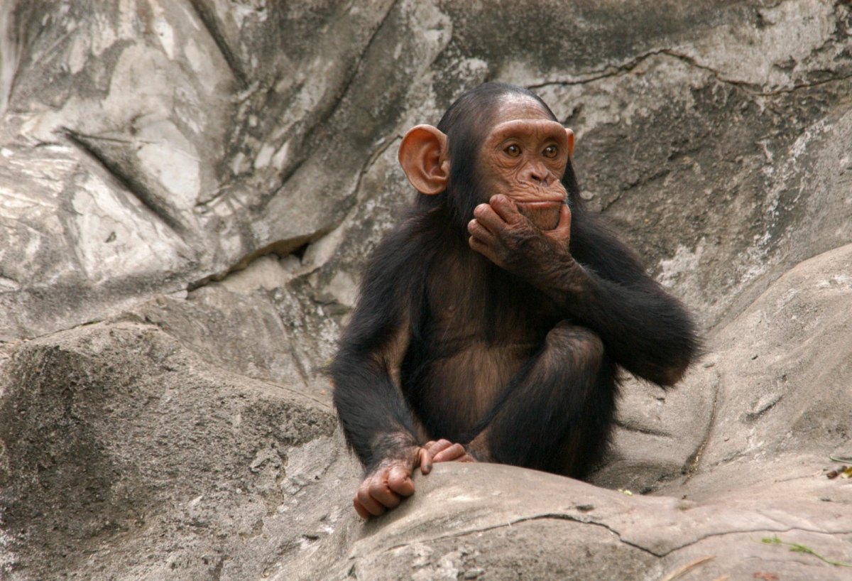 Ein Affe in Denkerpose