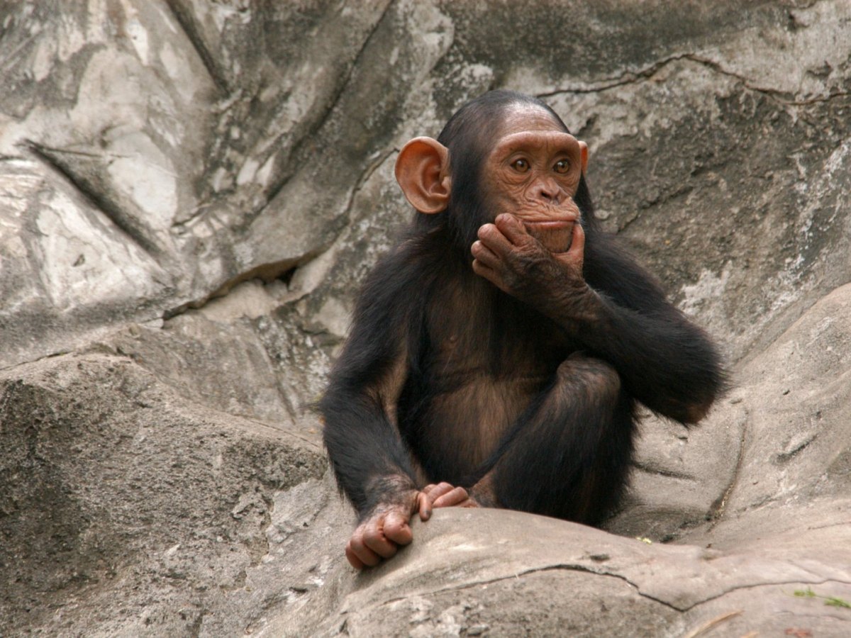 Ein Affe in Denkerpose
