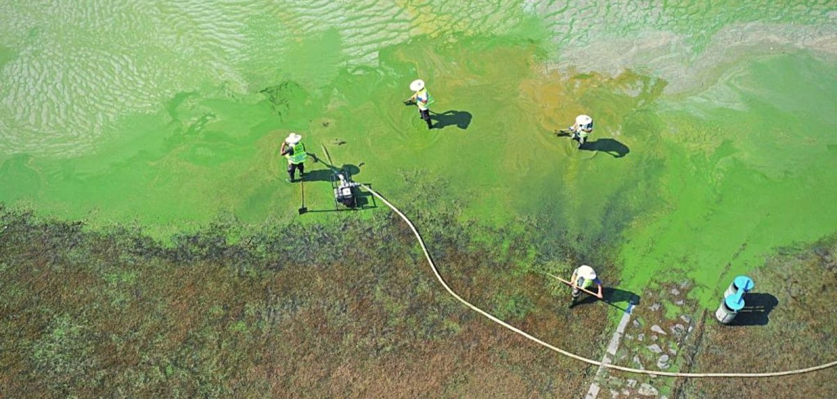Cyanobakterien-verseuchtes Wasser