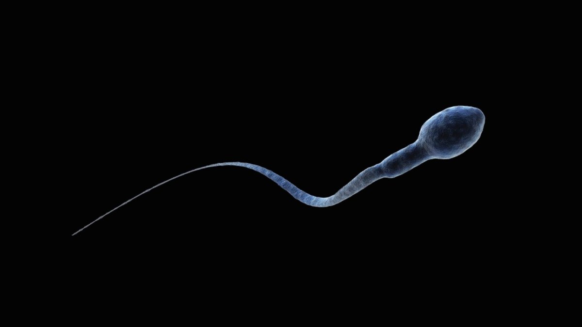Eine Sperma-Zelle.