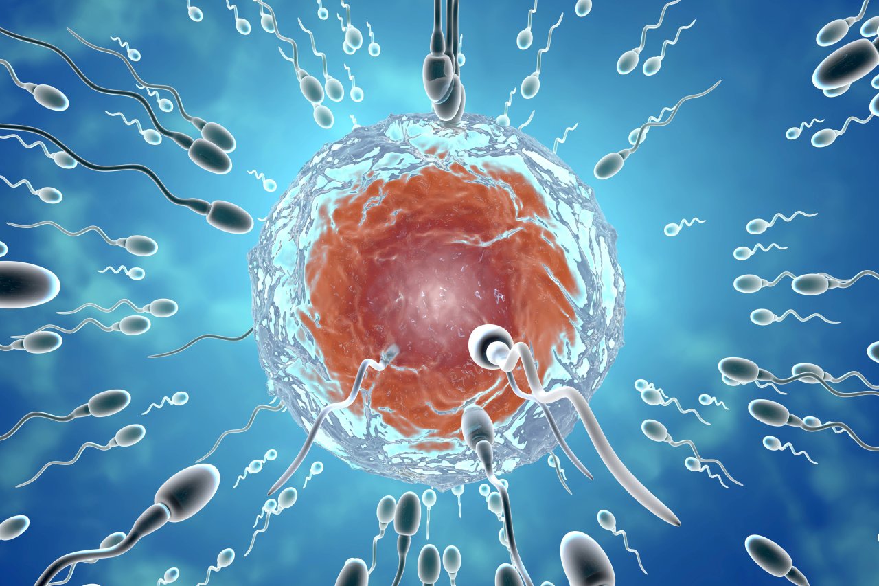 Sperma soll gezielt Krebszellen töten.