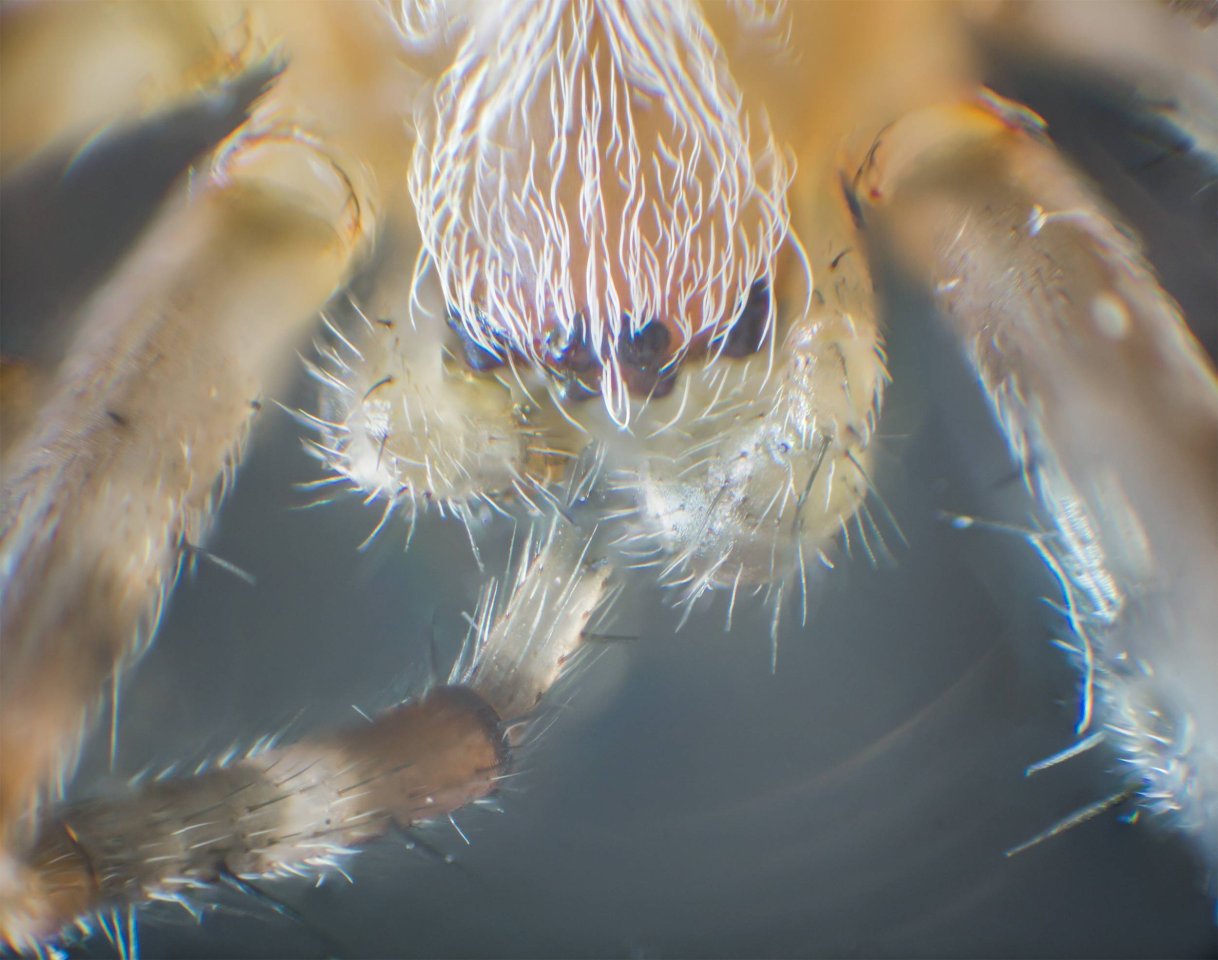 Du willst die Spinne ganz groß? Pack sie unter dein Handykamera-Mikroskop.