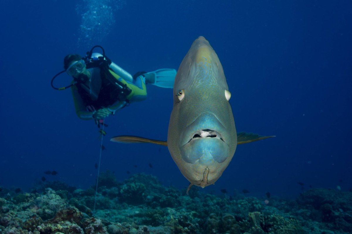 Taucher und Fisch