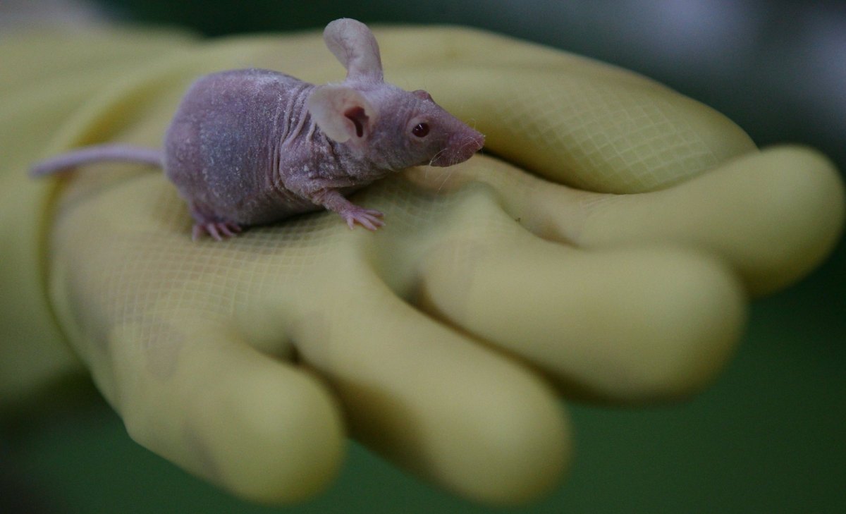Lilafarbene Maus sitzt in der Hand eines Forschers