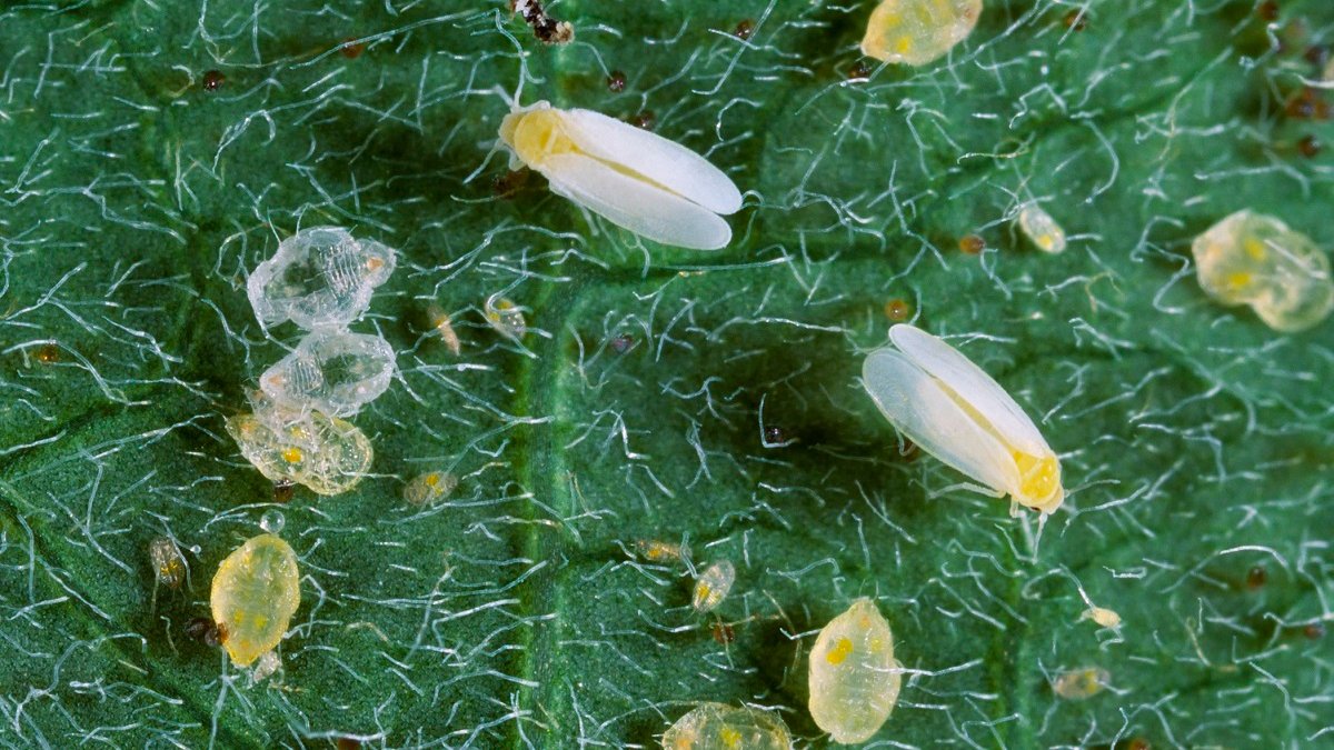 Die Weiße Fliege (Bemisia tabaci).