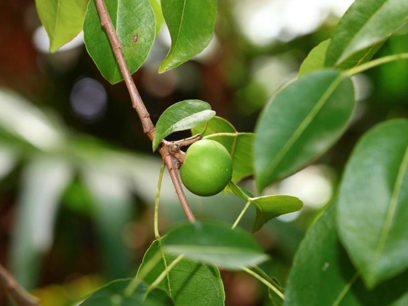 Manchinelbaum