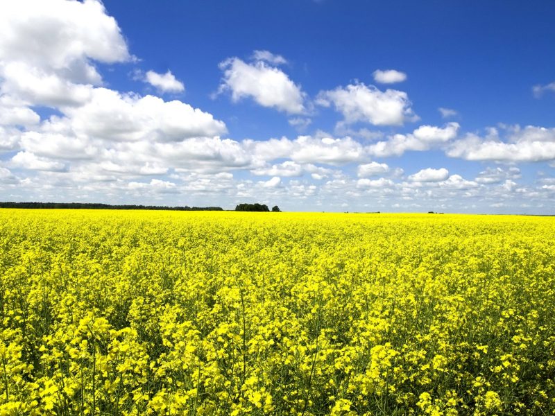 Rapsfeld Himmel