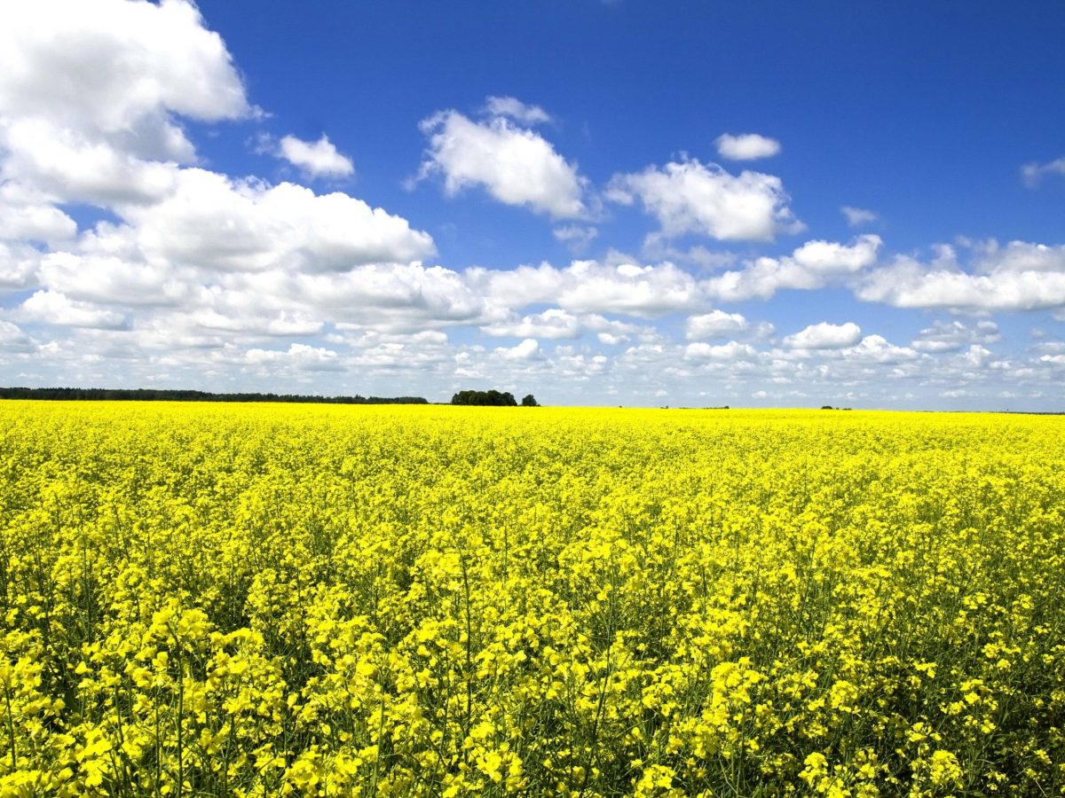Rapsfeld Himmel