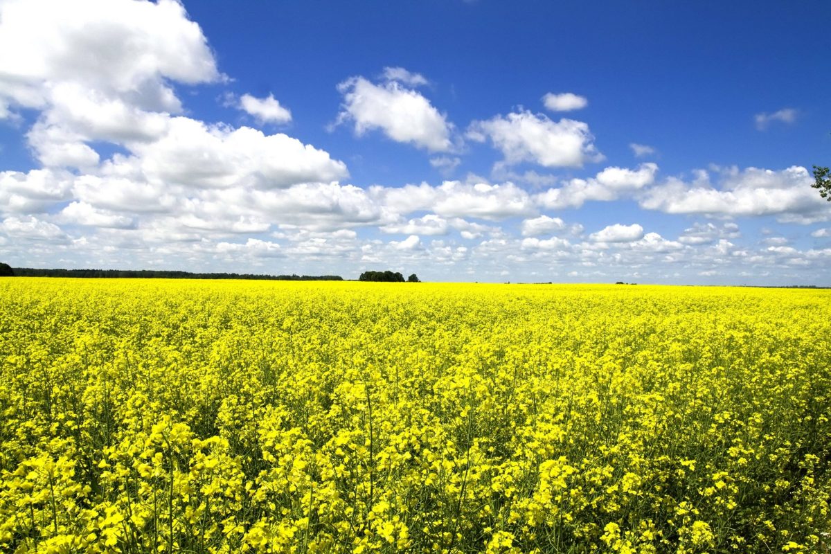 Rapsfeld Himmel