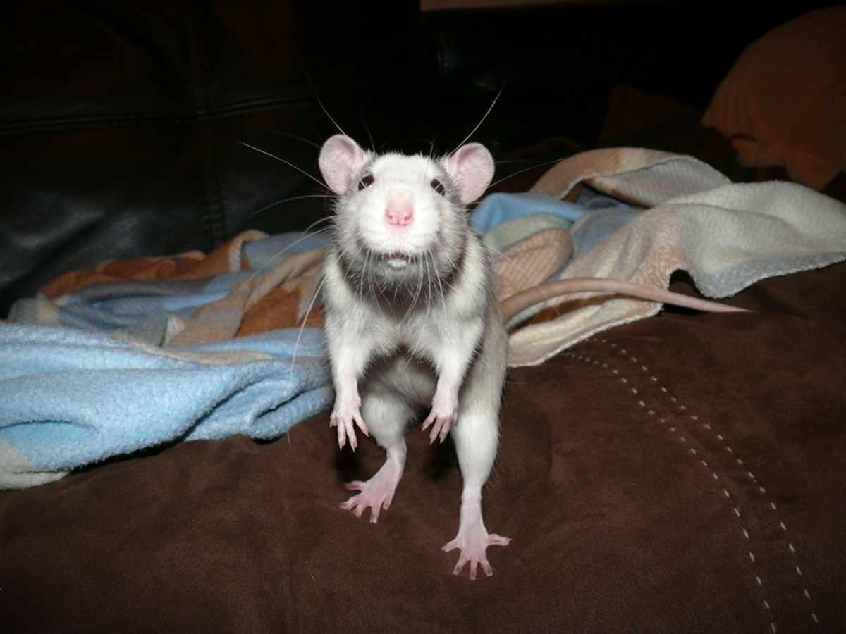 Ratte steht auf einem Bett