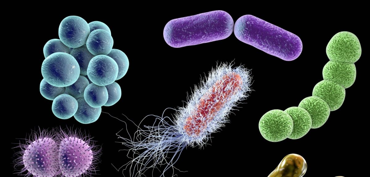 Bakterien gibt es in verschiedenen Formen.