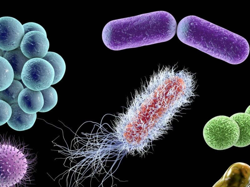 Bakterien gibt es in verschiedenen Formen.