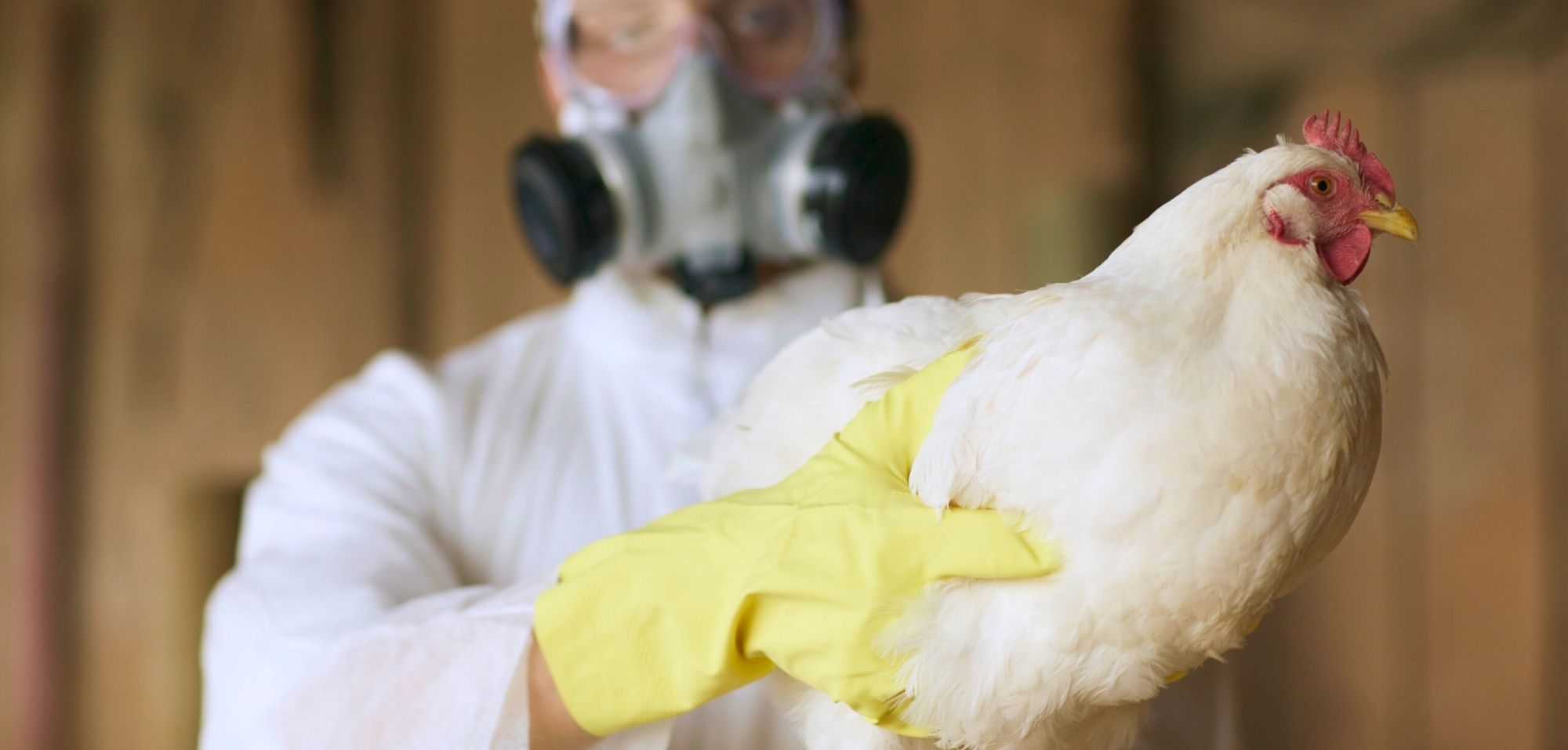 Die Vogelgrippe ist zurück: Das sollten Sie inzwischen wissen