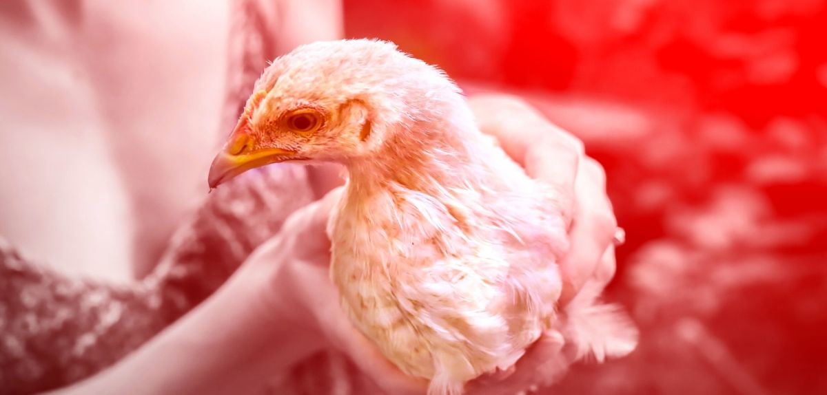 Huhn mit Vogelgrippe