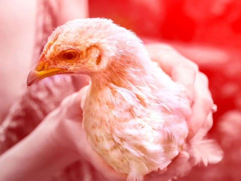 Huhn mit Vogelgrippe
