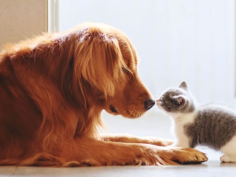 Hund und Katze beschnuppern einander