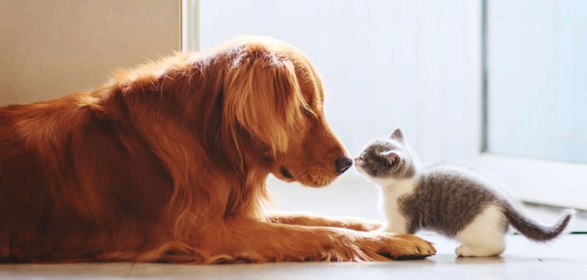 Hund und Katze beschnuppern einander