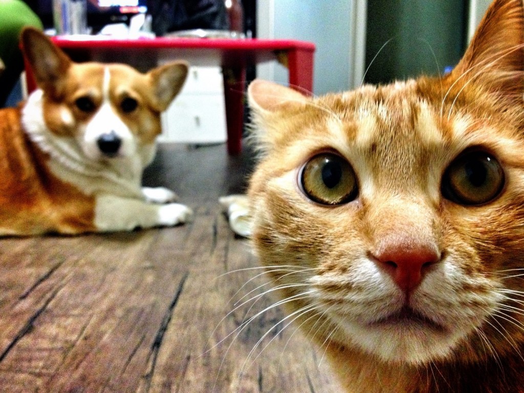 hund und katze