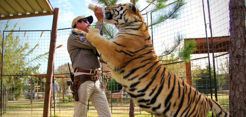 Mann füttert einen Tiger.