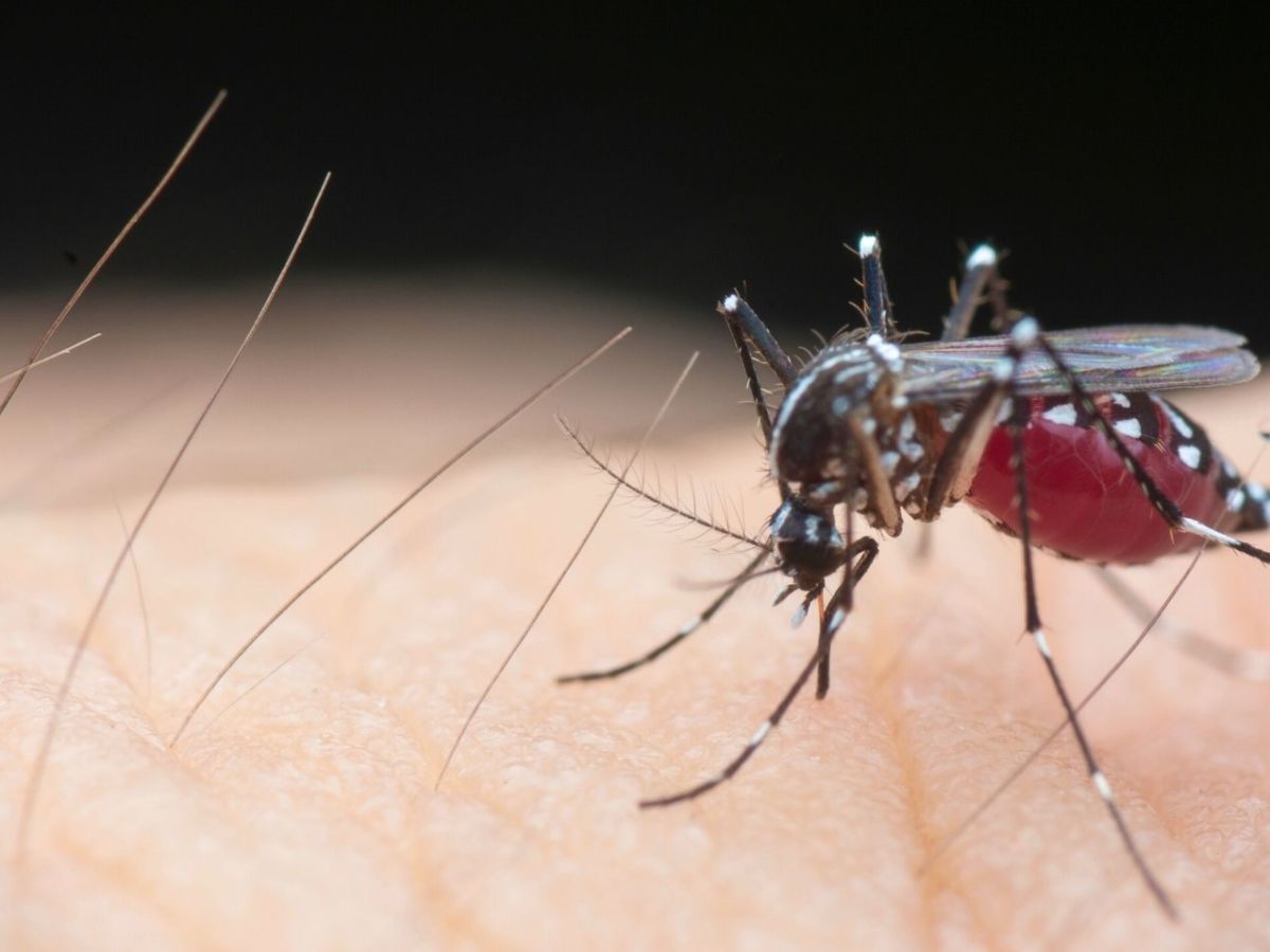 Immer viele Mückenstiche? Eine simple Angewohnheit könnte daran Schuld sein