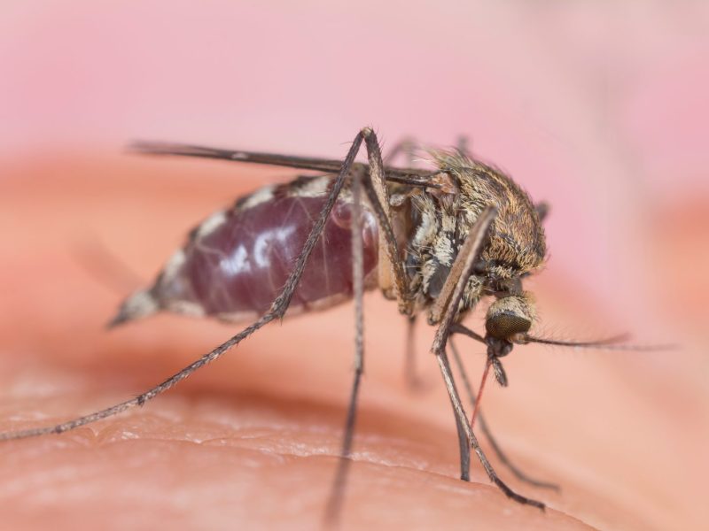 Mücke trinkt Blut und sitzt auf Haut