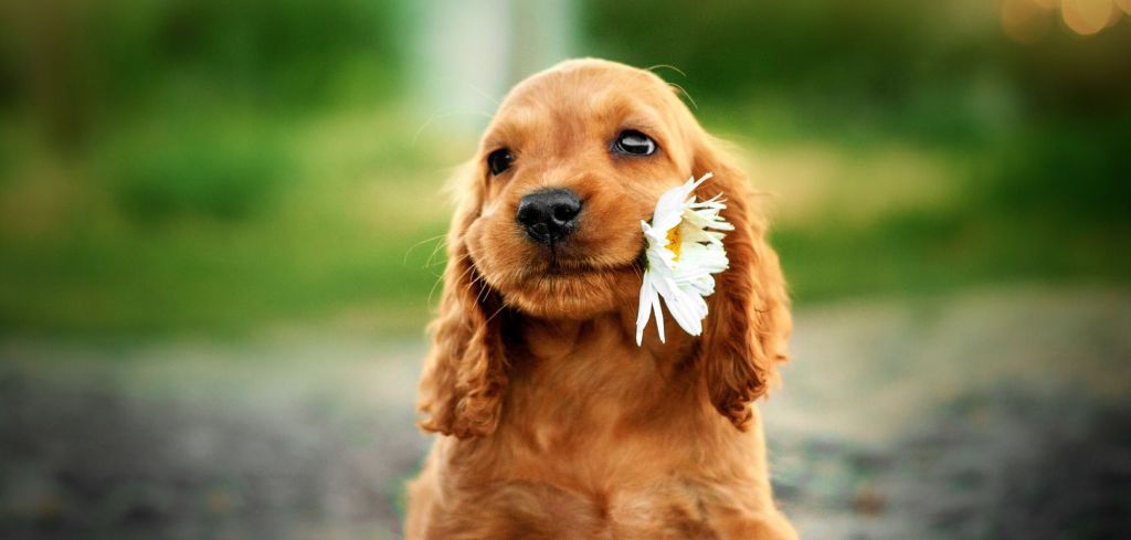 Süßer Hundewelpe mit Blume im Mund.