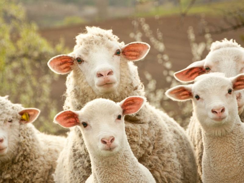 Gruppe Schafe auf einem Feld.