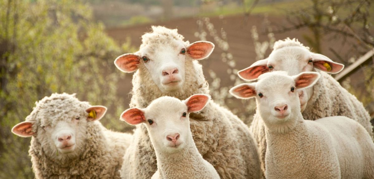 Gruppe Schafe auf einem Feld.