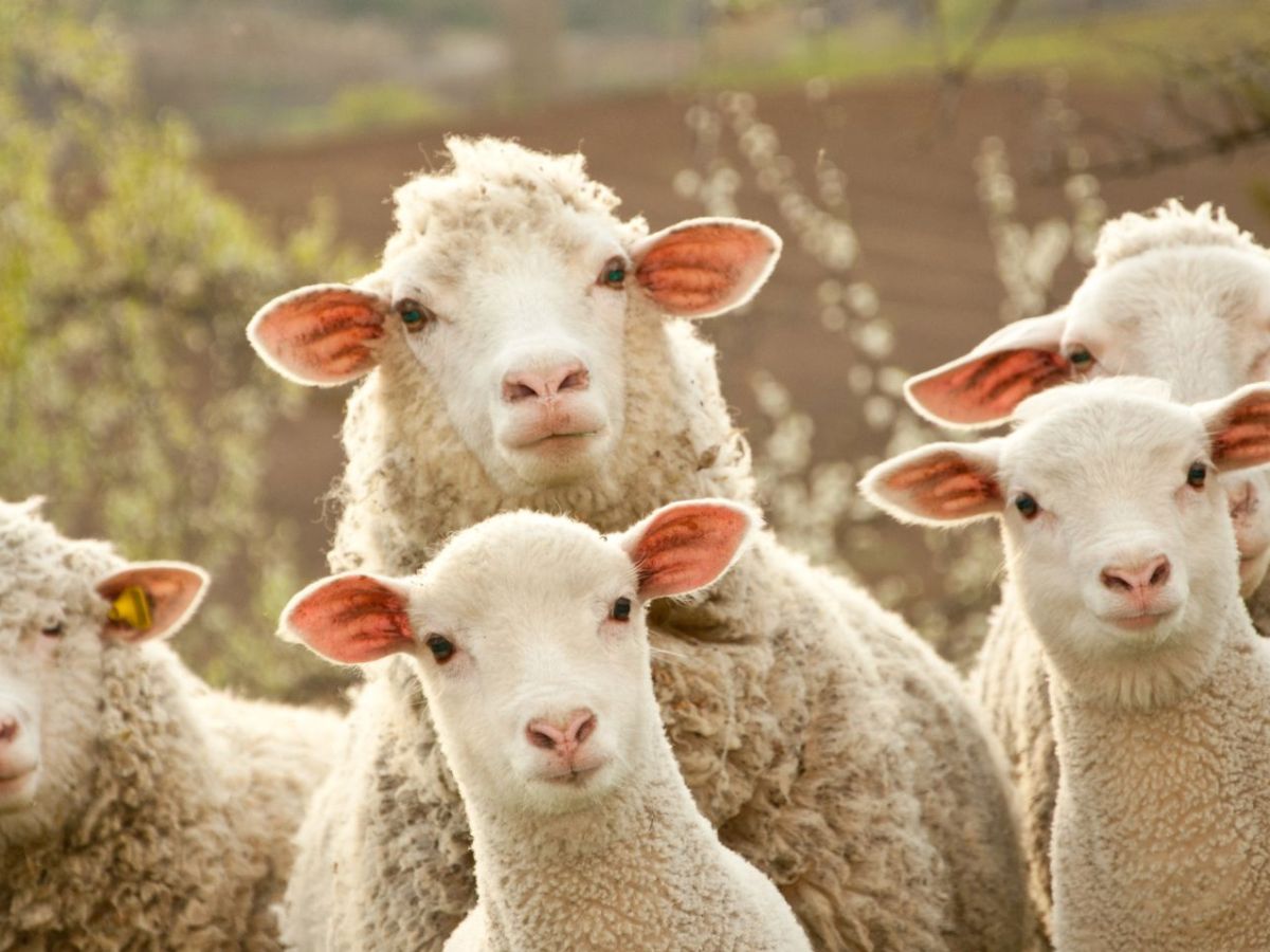 Schafe am „Durchdrehen“: Geheimnisvolles Phänomen – Forscher stehen vor Rätsel (Video)