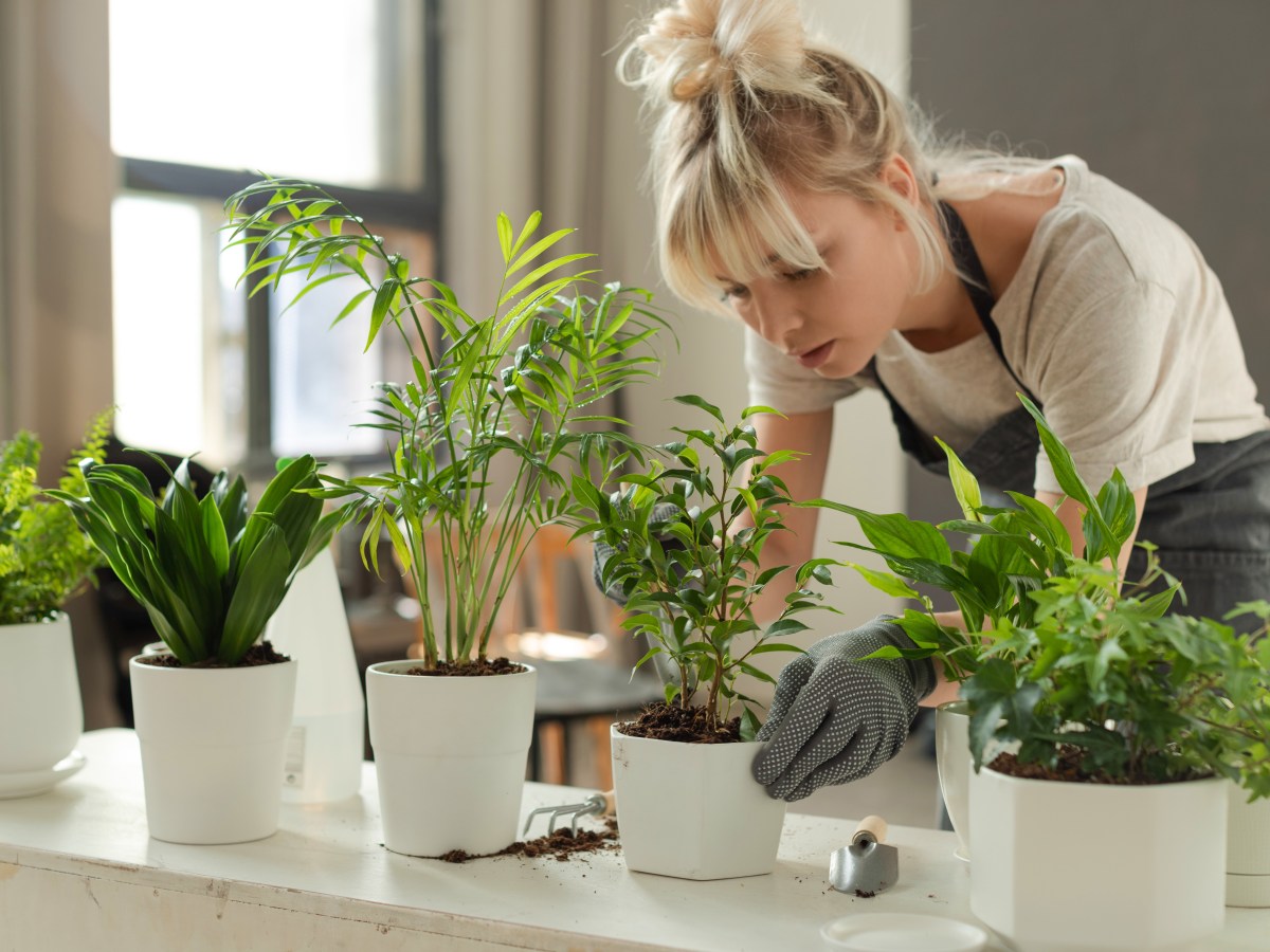 Smarter Blumentopf: Diese 3 Modelle gieÃŸen deine Pflanzen von allein