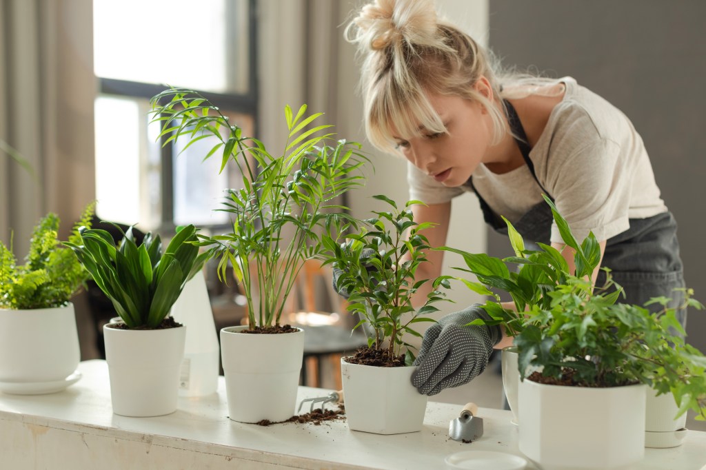 Smarter Blumentopf: Diese 3 Modelle gießen deine Pflanzen von allein