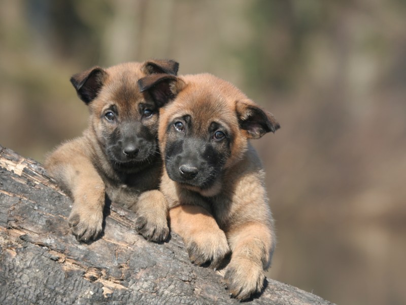 Belgische Malinois-Welpen