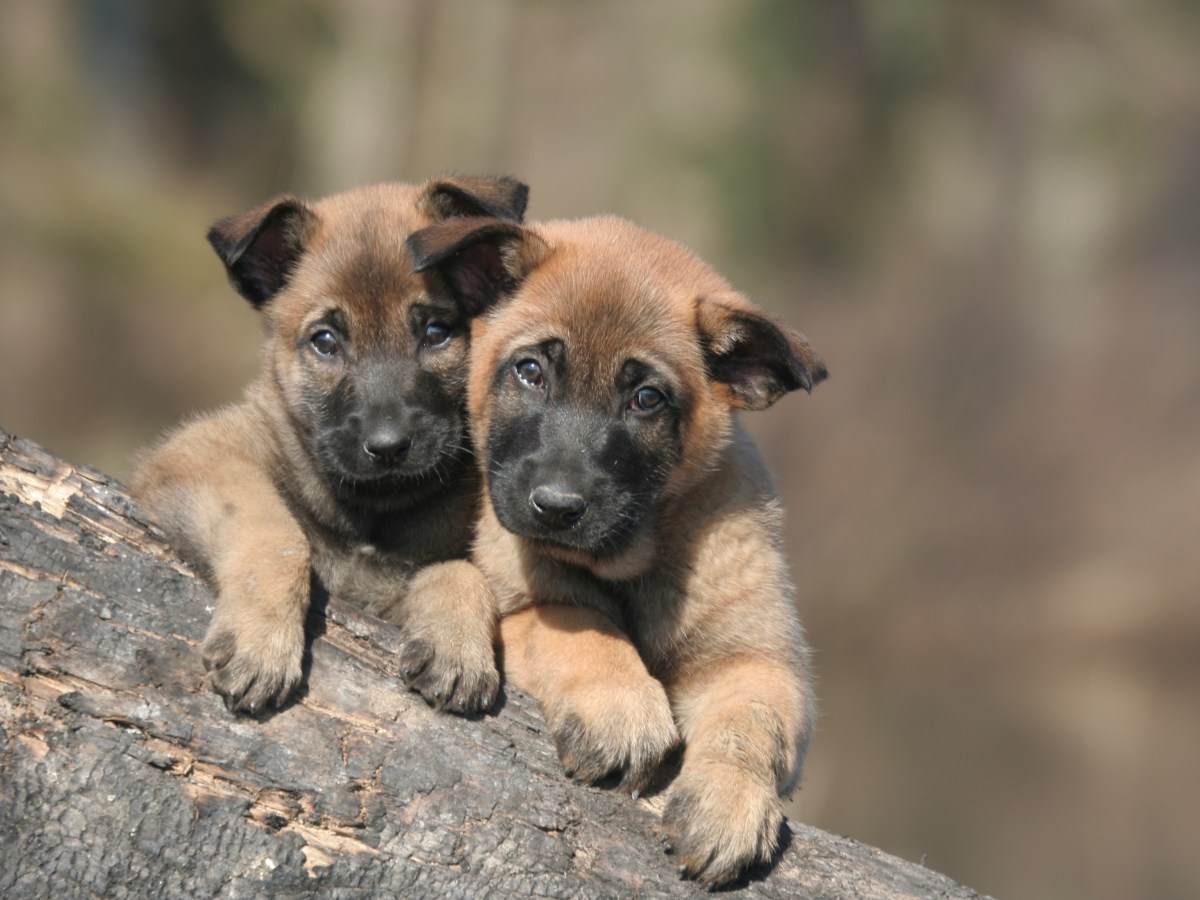 Belgische Malinois-Welpen