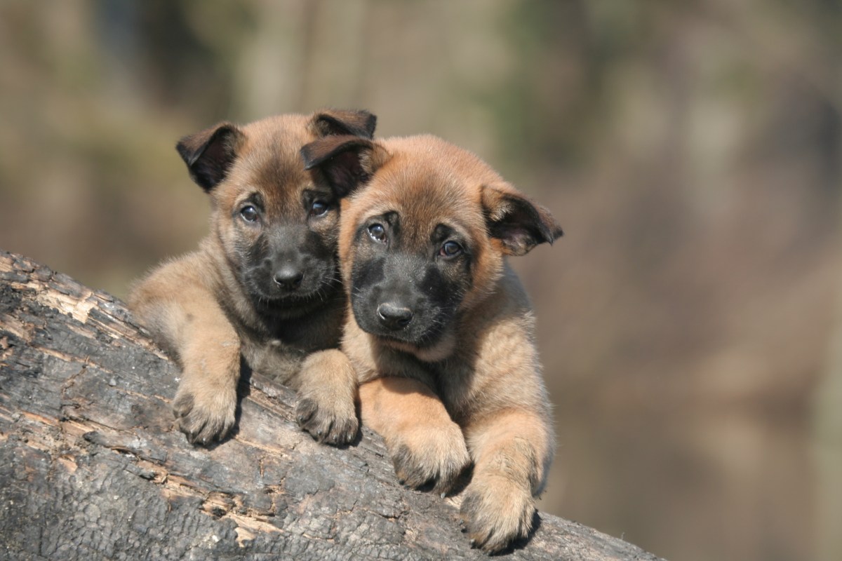 Belgische Malinois-Welpen